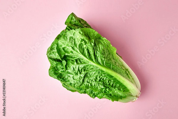 Fototapeta Romano salad on colored background. Textured salad romano on madern pink background isolated