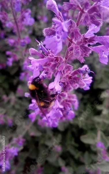 Fototapeta Hummel beim Bestäuben