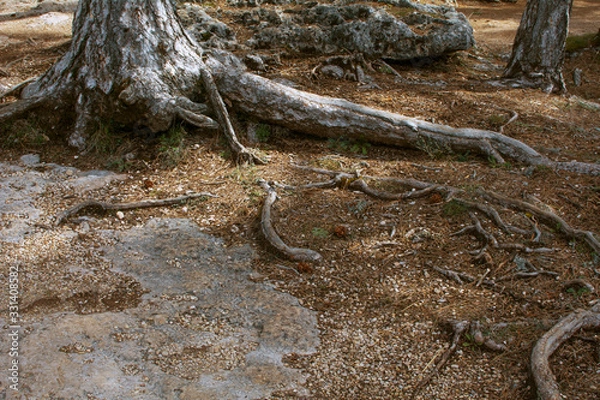 Obraz tree roots
