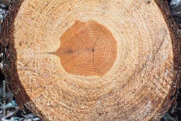 Obraz old wood background