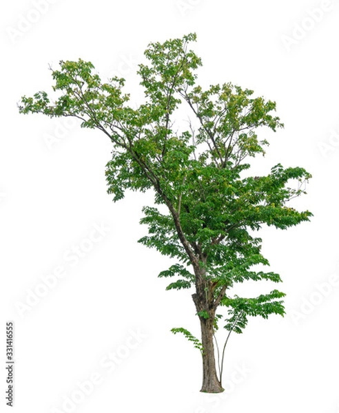 Fototapeta Single green tree isolated,  an evergreen leaves plant di cut on white background with clipping path