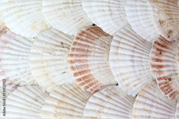 Obraz Sea shell isolated as background