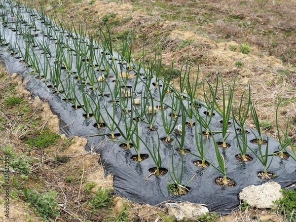 Fototapeta 黒いビニールでマルチをした玉ねぎの苗