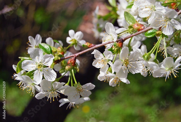 Obraz Cherry blossoms on a blurred background.