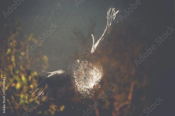 Fototapeta The impression of a pigeon bird's body, wings and feathers in powder down dust on a window after impact or collision