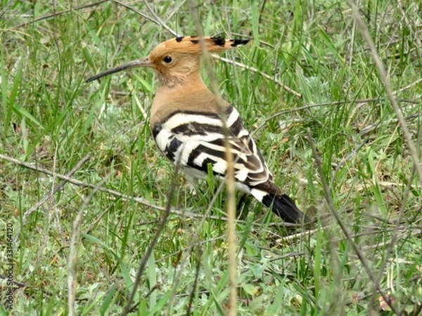 Obraz Bird "hoopoe" in the green grass.
