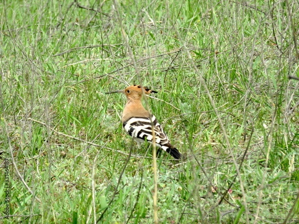 Obraz Bird "hoopoe" in the green grass.
