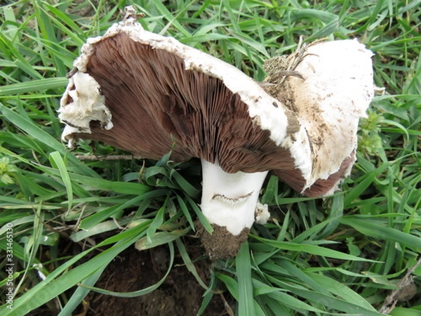 Obraz Field champignon in nature.