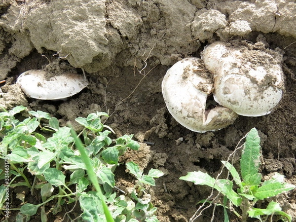 Obraz Field champignon in nature.