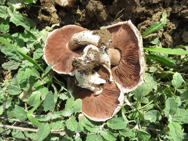 Obraz Field champignon in nature.