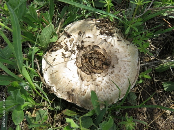 Obraz Field champignon in nature.