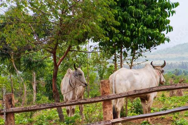 Fototapeta Two cows grazing on the outskirts of Kampot in Cambodia