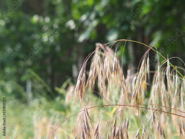 Fototapeta Bromus tectorum – cheatgrass or drooping brome, invasive annual grass with nodding seed heads, commonly found in dry grasslands, disturbed soils, and roadsides across temperate regions