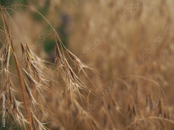 Fototapeta Bromus tectorum – cheatgrass or drooping brome, invasive annual grass with nodding seed heads, commonly found in dry grasslands, disturbed soils, and roadsides across temperate regions