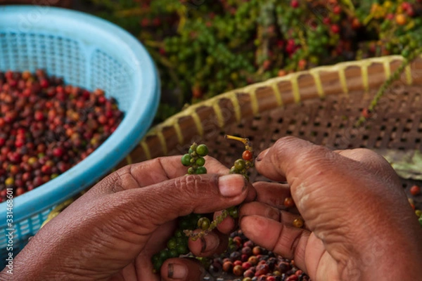 Fototapeta Close up of cambodian women hands working in a pepper field in Kampot, Cambodia.