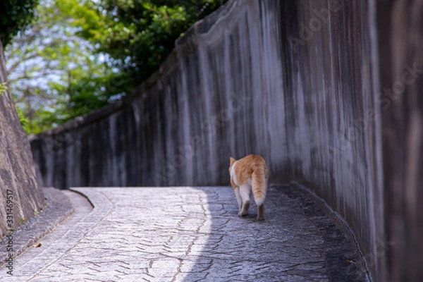 Obraz 尾道で散歩する猫のお尻