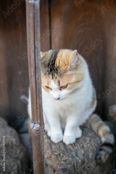 Obraz 尾道で行儀よくたたずむ三毛猫