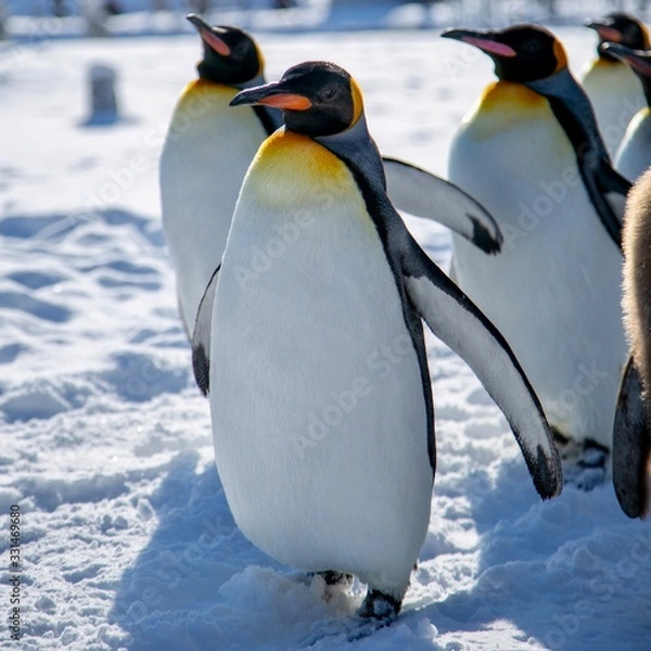 Fototapeta 散歩するコウテイペンギン