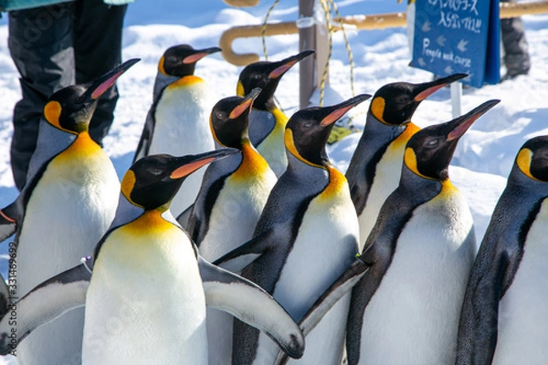 Obraz 散歩するコウテイペンギン