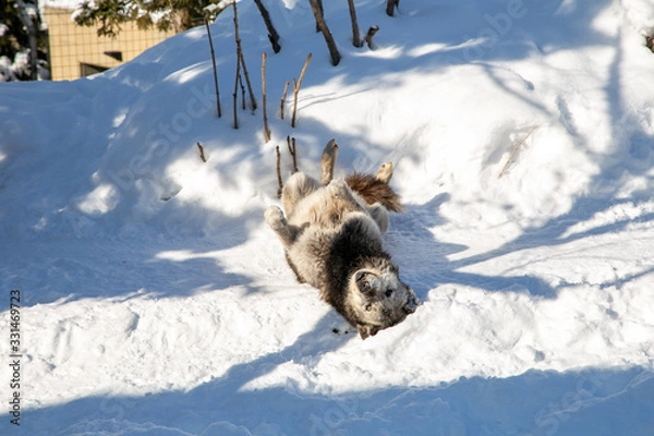 Obraz リラックスするオオカミ