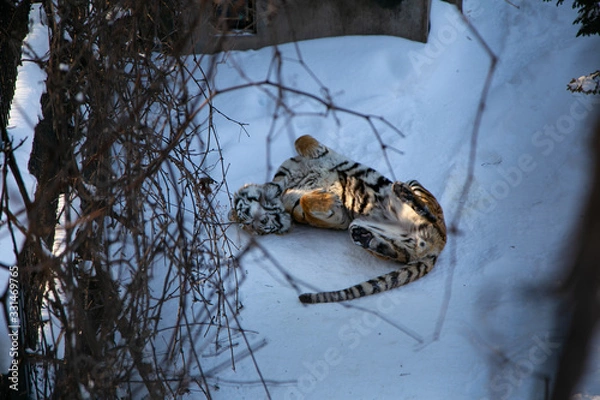 Obraz リラックスしているトラ