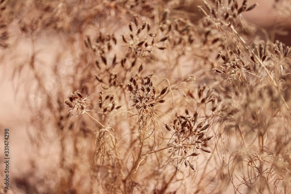 Obraz close up zira (zeera) seeds,cumin seeds at farm,cumin plant,cumin seeds plants or garden view,