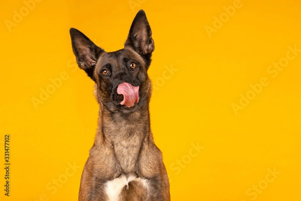 Obraz Happy Malinois - Focussed Belgian Malinois dog portrait on bright yellow studio background