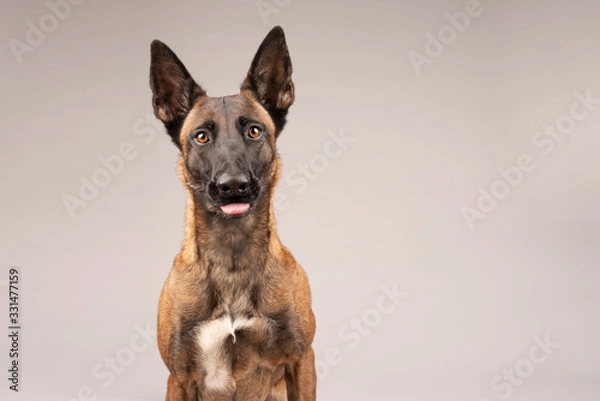 Obraz Happy Malinois - Focussed Belgian Malinois dog portrait on bright grey studio background