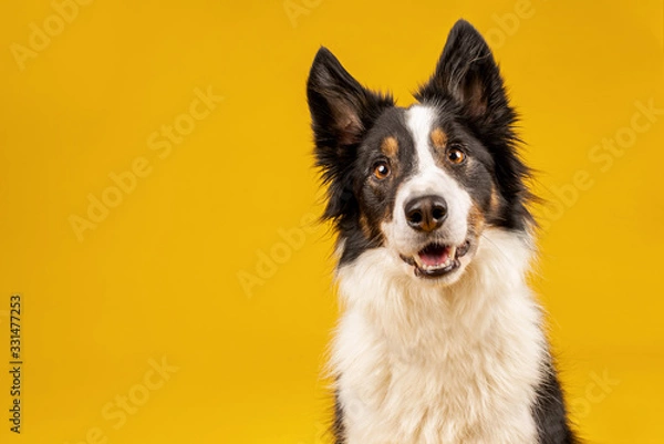 Fototapeta Happy black tri border collie portrait on yellow background