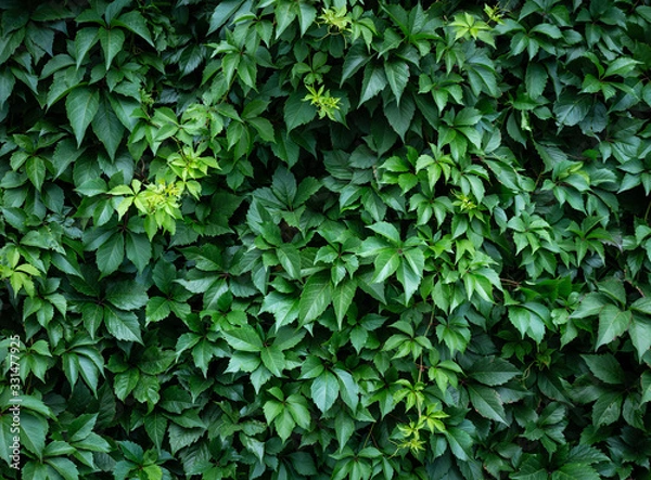 Fototapeta Vines and grape leaves. Summer green background