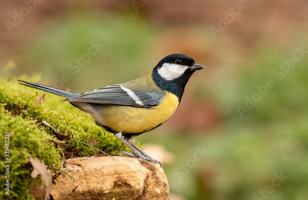 Fototapeta Great Tit feeding and drinking in garden