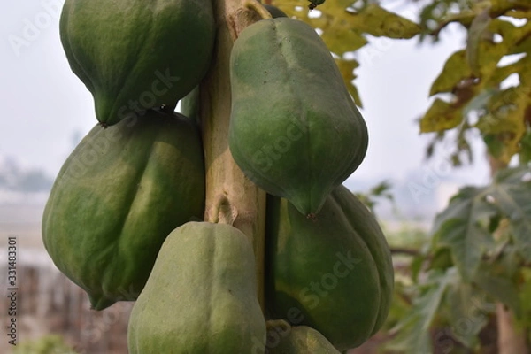 Obraz green passion fruit on the tree