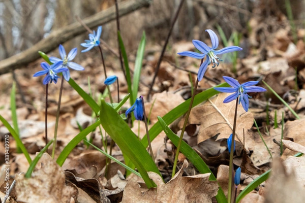 Fototapeta Blue snowdrops blossom spring flowers nature macro