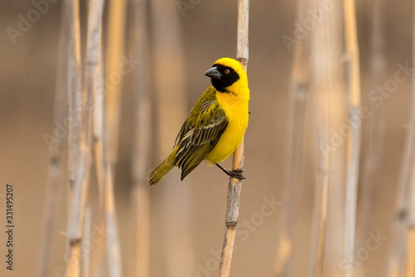 Fototapeta Tisserin intermédiaire,.Ploceus intermedius, Lesser Masked Weaver