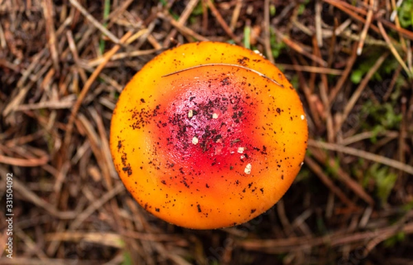 Fototapeta Closed up to a top view of an Orange and red mushroom with little white  spots and drie brown pine trees needles at background. This mushroom is knowed as Amanita parcivolvata. 
