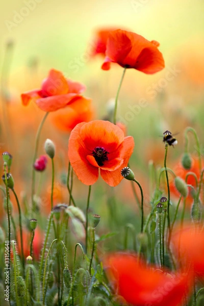 Obraz Obrócić Mohn