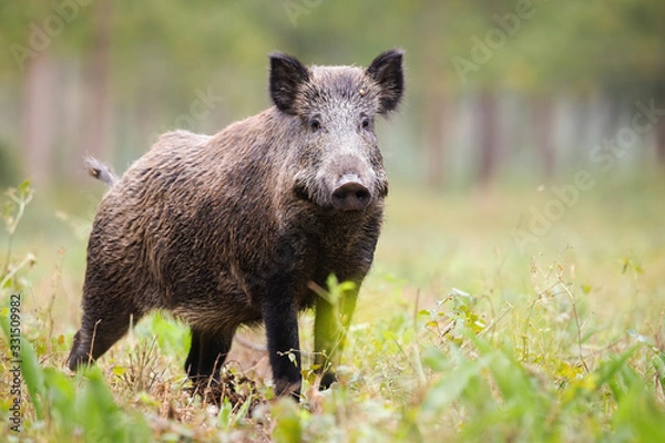 Fototapeta Alert wild boar, sus scrofa, looking into camera on green glade in summer. Attentive wild mammal with brown and back fur listening on meadow from side view. Animal in nature with copy space