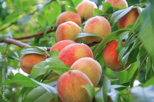 Obraz owoce brzoskwinii