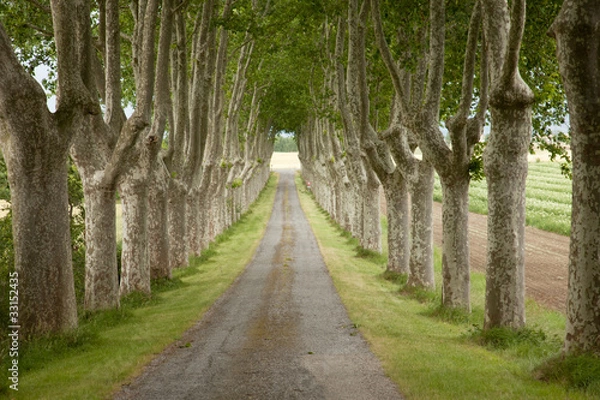 Fototapeta Alignement de platanes