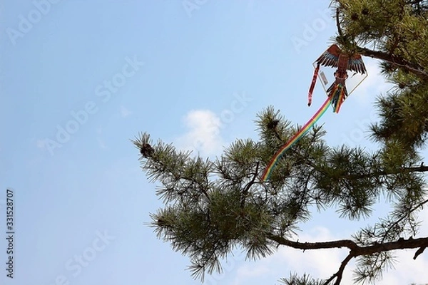 Fototapeta 소나무에 걸린 연