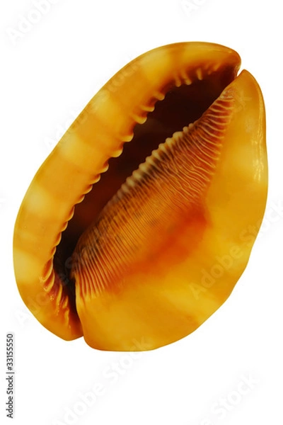 Obraz Shell isolated on white
