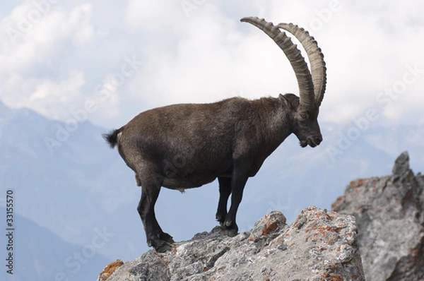 Obraz Ibex on a rock