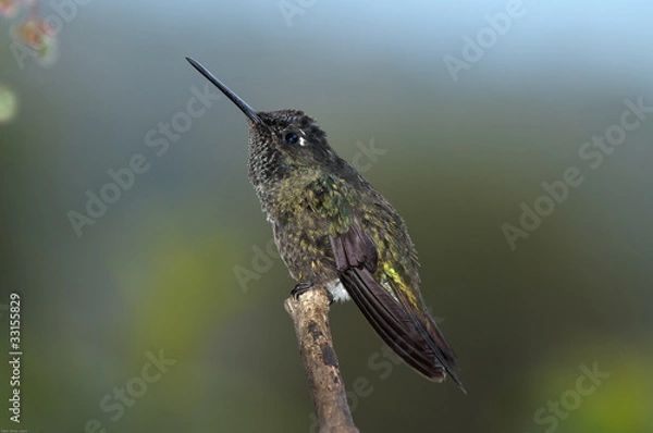 Obraz Colibri