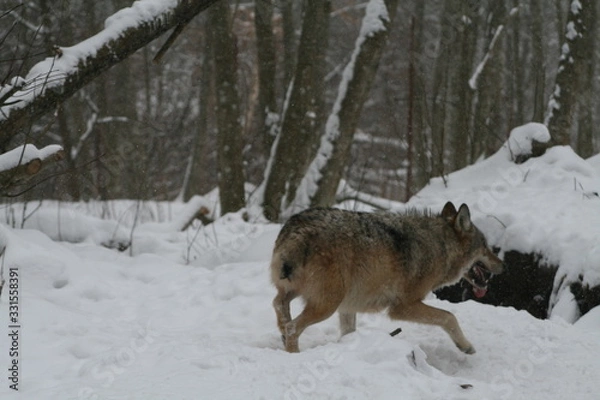 Obraz Wolf in snow winter pine forest with a man