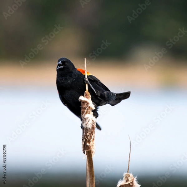 Fototapeta Red wing blackbird