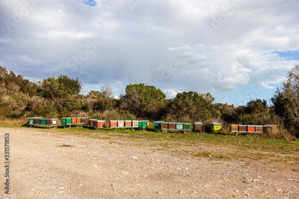 Obraz arnie in Maremma