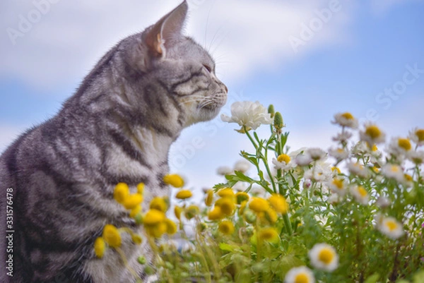 Obraz 花の香りを嗅ぐ猫