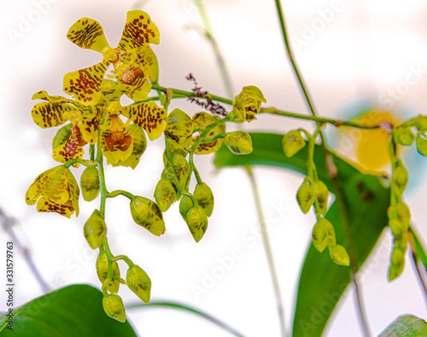 Fototapeta ONCIDIUM RIOGRANDENSE