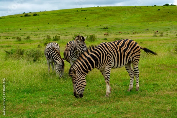 Fototapeta Zebra at Addo Elephant National Park