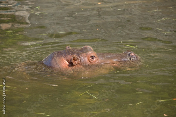 Fototapeta 動物園の可愛いカバ